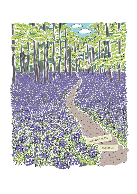 Ashridge Bluebells Framed Illustration