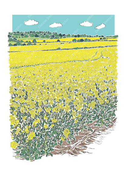 Fields of Oil Seed Rape Illustration